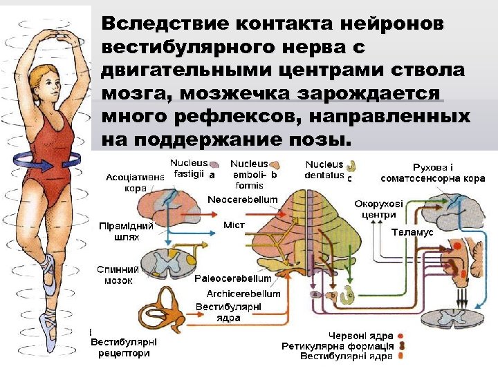 Вследствие контакта нейронов вестибулярного нерва с двигательными центрами ствола мозга, мозжечка зарождается много рефлексов,
