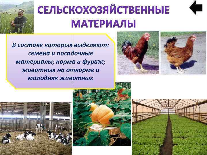 В составе которых выделяют: семена и посадочные материалы; корма и фураж; животных на откорме