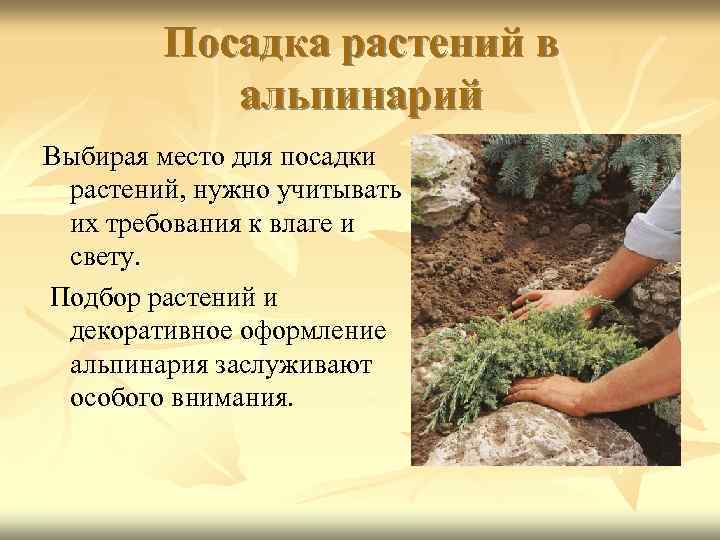 Посадка растений в альпинарий Выбирая место для посадки растений, нужно учитывать их требования к