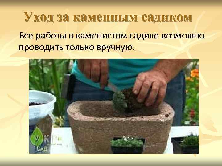 Уход за каменным садиком Все работы в каменистом садике возможно проводить только вручную. 