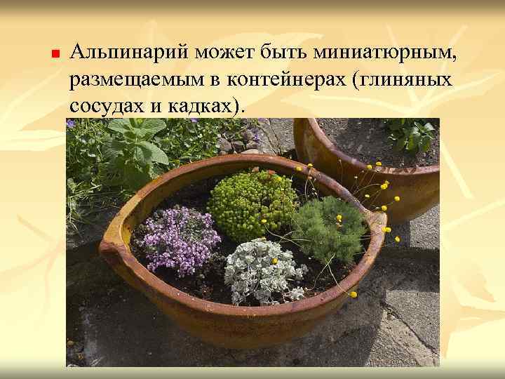 n Альпинарий может быть миниатюрным, размещаемым в контейнерах (глиняных сосудах и кадках). 