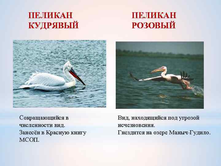 ПЕЛИКАН КУДРЯВЫЙ Сокращающийся в численности вид. Занесён в Красную книгу МСОП. ПЕЛИКАН РОЗОВЫЙ Вид,