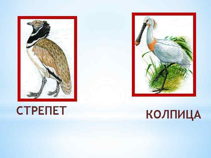 СТРЕПЕТ КОЛПИЦА 