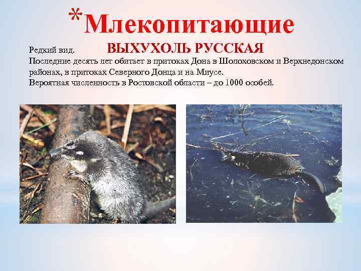 *Млекопитающие ВЫХУХОЛЬ РУССКАЯ Редкий вид. Последние десять лет обитает в притоках Дона в Шолоховском