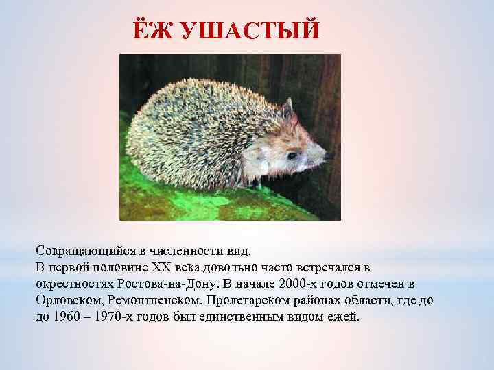 ЁЖ УШАСТЫЙ Сокращающийся в численности вид. В первой половине XX века довольно часто встречался