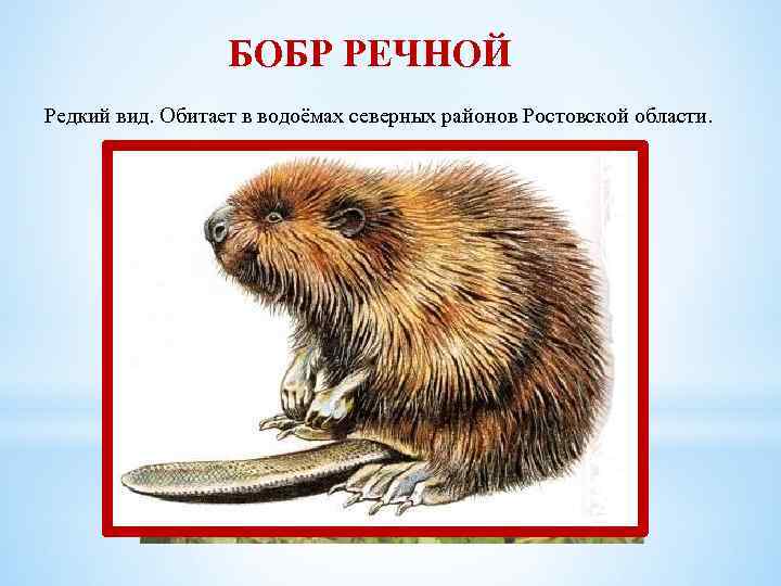 БОБР РЕЧНОЙ Редкий вид. Обитает в водоёмах северных районов Ростовской области. 