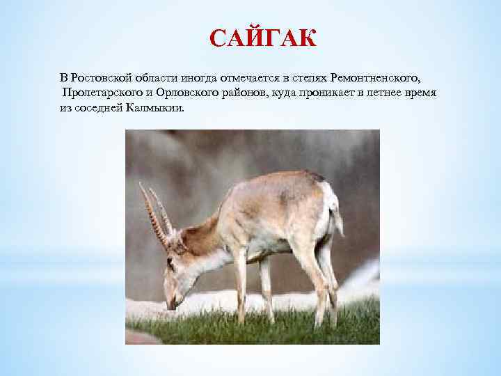 САЙГАК В Ростовской области иногда отмечается в степях Ремонтненского, Пролетарского и Орловского районов, куда