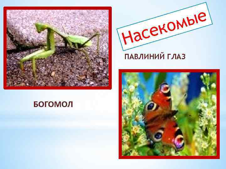 ые ом к се На ПАВЛИНИЙ ГЛАЗ БОГОМОЛ 