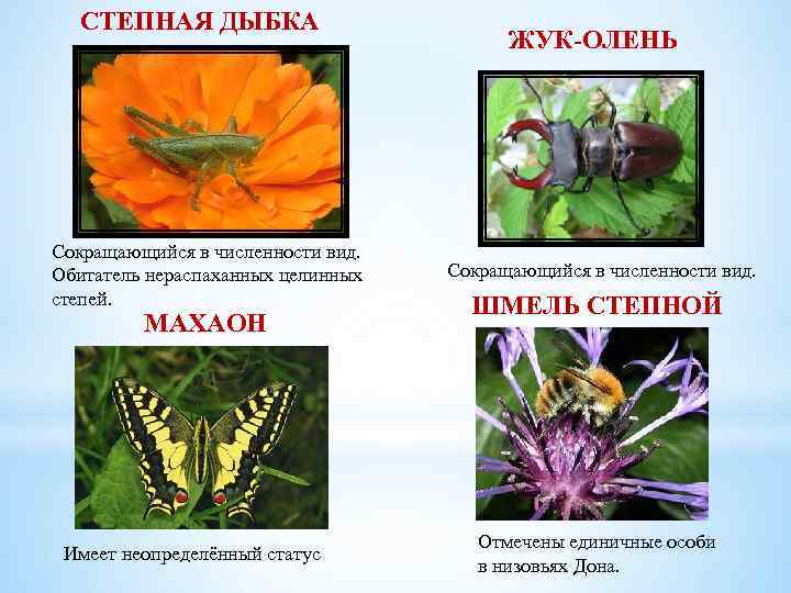 СТЕПНАЯ ДЫБКА Сокращающийся в численности вид. Обитатель нераспаханных целинных степей. МАХАОН Имеет неопределённый статус