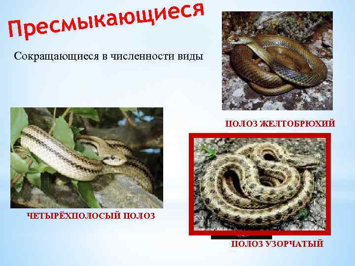 щиеся мыкаю Прес Сокращающиеся в численности виды ПОЛОЗ ЖЕЛТОБРЮХИЙ ЧЕТЫРЁХПОЛОСЫЙ ПОЛОЗ УЗОРЧАТЫЙ 