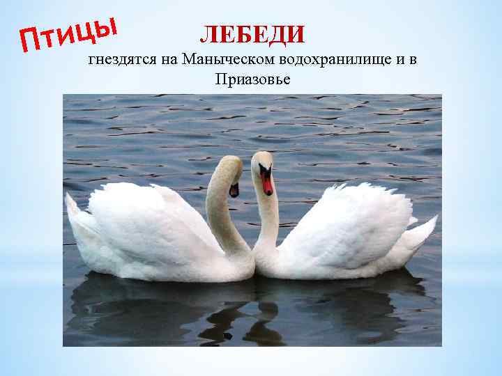 ЛЕБЕДИ ицы т гнездятся на Маныческом водохранилище и в П Приазовье 