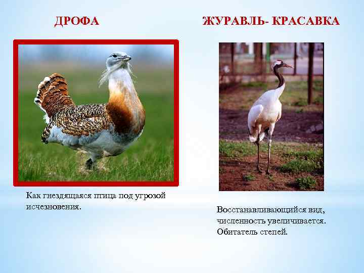 ДРОФА Как гнездящаяся птица под угрозой исчезновения. ЖУРАВЛЬ- КРАСАВКА Восстанавливающийся вид, численность увеличивается. Обитатель