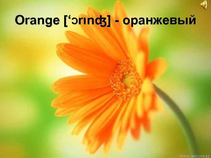 Orange [‘Ɔrιnʤ] - оранжевый 