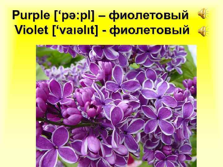 Purple [‘pә: pl] – фиолетовый Violet [‘vaιәlιt] - фиолетовый 