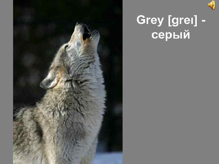 Grey [greι] серый 