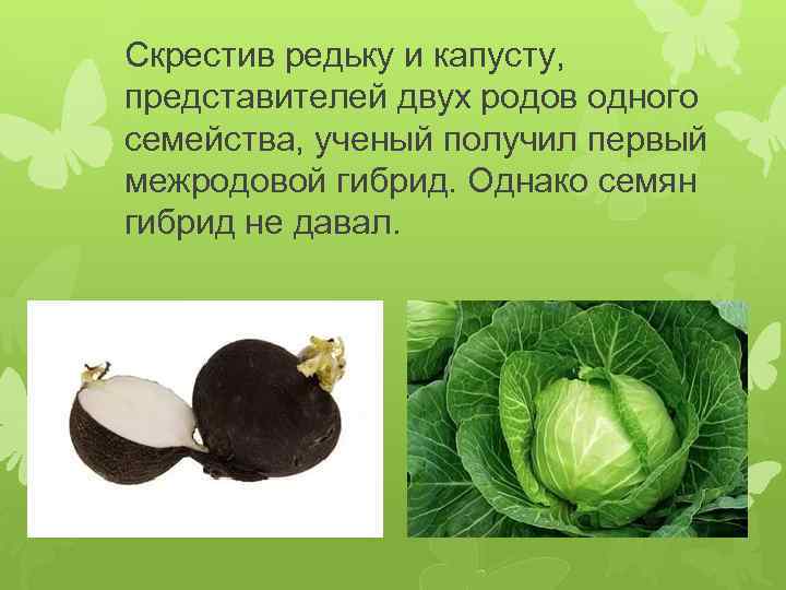 Скрестив редьку и капусту, представителей двух родов одного семейства, ученый получил первый межродовой гибрид.