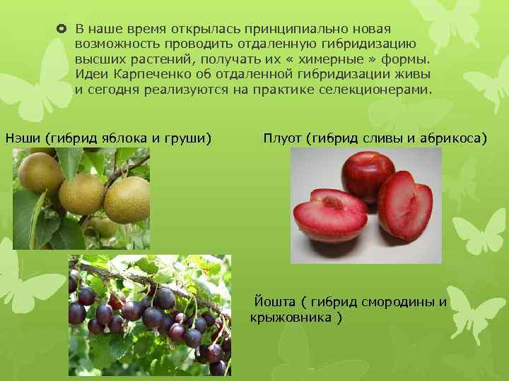  В наше время открылась принципиально новая возможность проводить отдаленную гибридизацию высших растений, получать