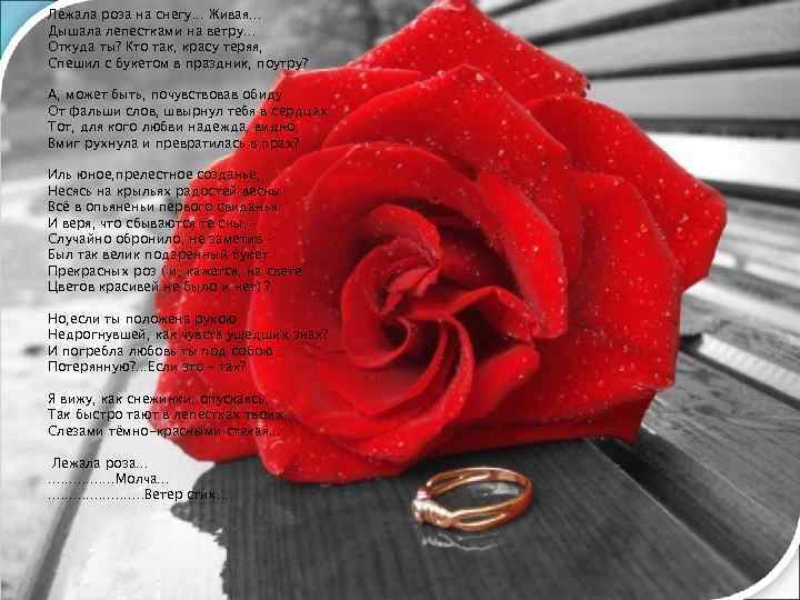 Лежала роза на снегу. . . Живая. . . Дышала лепестками на ветру. .