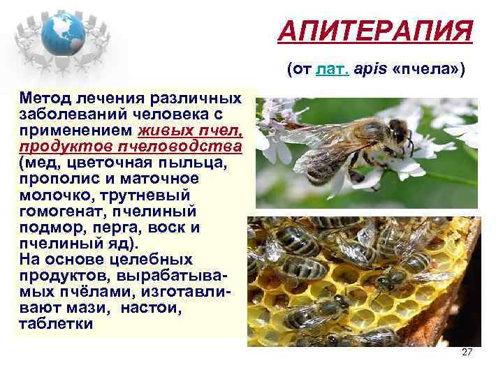 АПИТЕРАПИЯ (от лат. apis «пчела» ) Метод лечения различных заболеваний человека с применением живых
