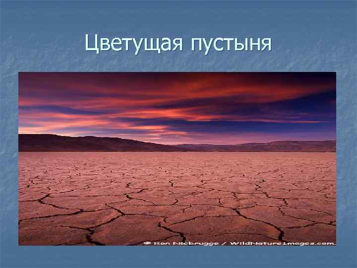 Цветущая пустыня 