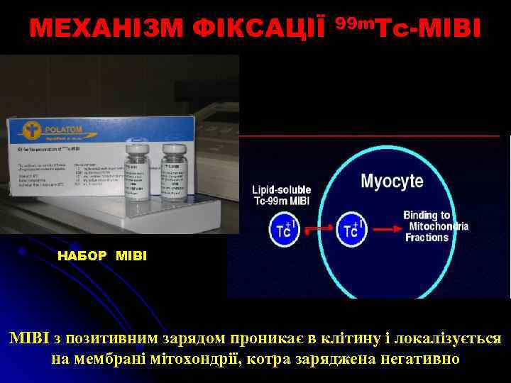 МЕХАНІЗМ ФІКСАЦІЇ 99 m. Тс-МІВІ НАБОР MIBI з позитивним зарядом проникає в клітину і