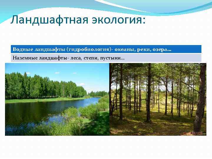 Ландшафтная экология: Водные ландшафты (гидробиология)- океаны, реки, озера… Наземные ландшафты- леса, степи, пустыни… 
