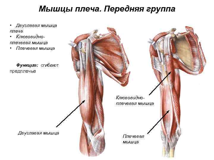 Мышцы плеча. Передняя группа • Двуглавая мышца плеча • Клювовидноплечевая мышца • Плечевая мышца