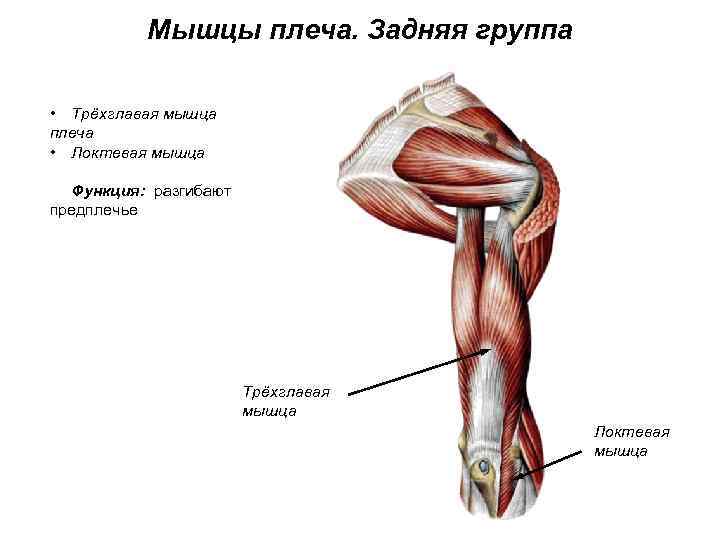 Мышцы плеча. Задняя группа • Трёхглавая мышца плеча • Локтевая мышца Функция: разгибают предплечье