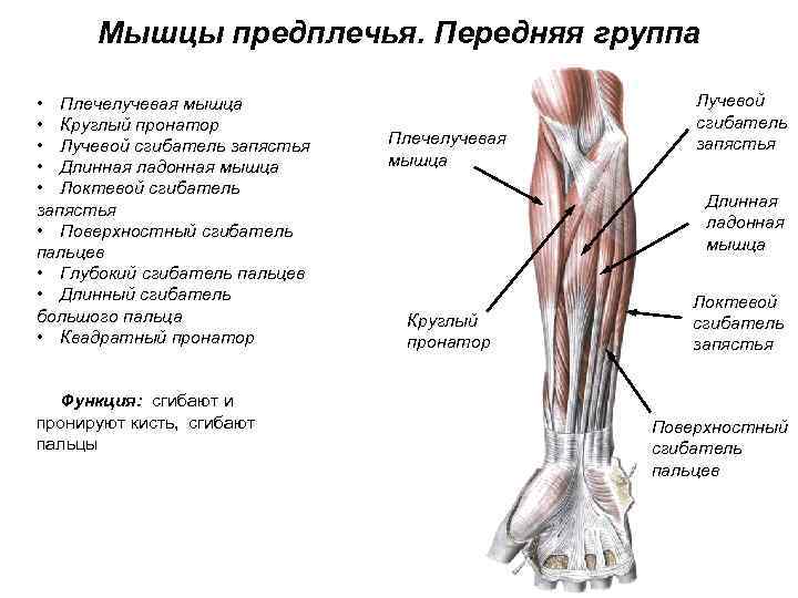 Мышцы предплечья. Передняя группа • Плечелучевая мышца • Круглый пронатор • Лучевой сгибатель запястья