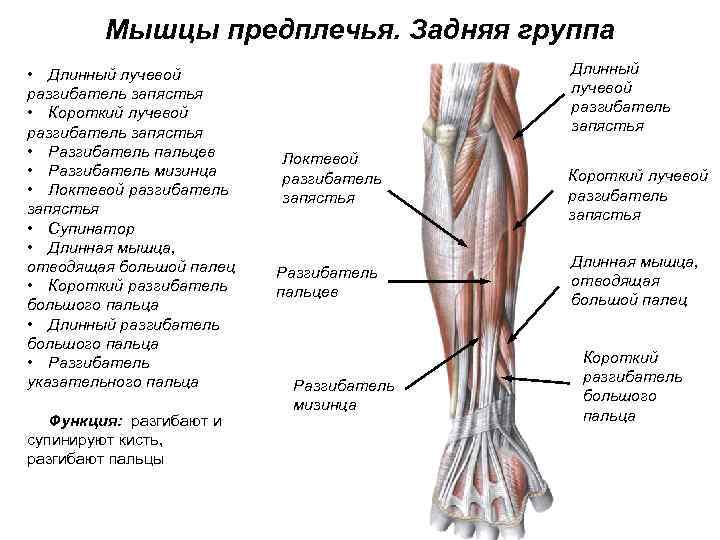 Мышцы предплечья. Задняя группа • Длинный лучевой разгибатель запястья • Короткий лучевой разгибатель запястья