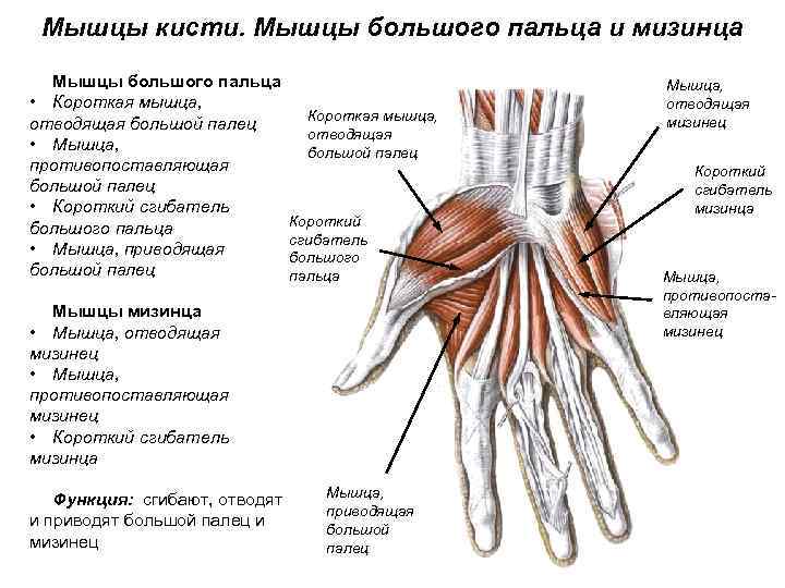 Мышцы кисти. Мышцы большого пальца и мизинца Мышцы большого пальца • Короткая мышца, отводящая