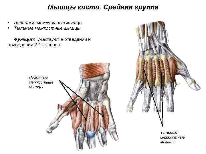 Мышцы кисти. Средняя группа • Ладонные межкостные мышцы • Тыльные межкостные мышцы Функция: участвуют