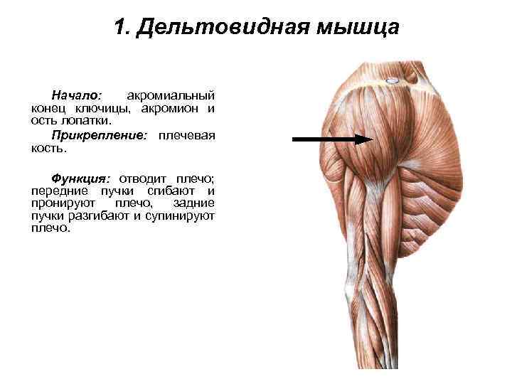 1. Дельтовидная мышца Начало: акромиальный конец ключицы, акромион и ость лопатки. Прикрепление: плечевая кость.