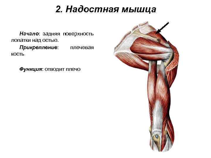 2. Надостная мышца Начало: задняя поверхность лопатки над остью. Прикрепление: плечевая кость Функция: отводит