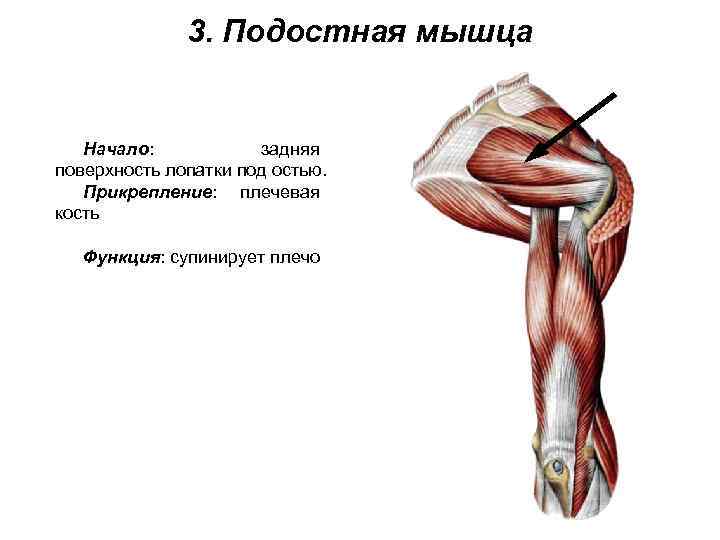 3. Подостная мышца Начало: задняя поверхность лопатки под остью. Прикрепление: плечевая кость Функция: супинирует