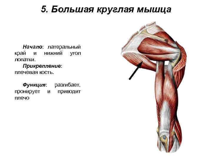 5. Большая круглая мышца Начало: латеральный край и нижний угол лопатки. Прикрепление: плечевая кость.