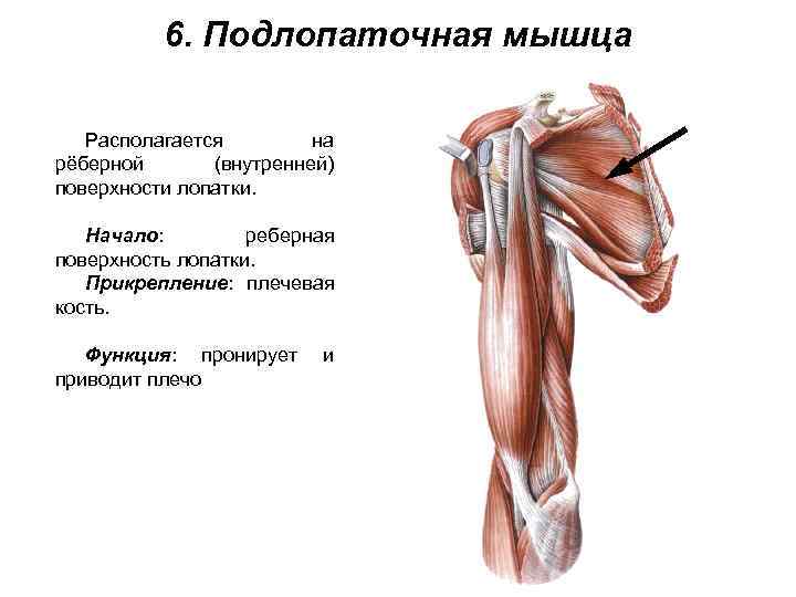 6. Подлопаточная мышца Располагается на рёберной (внутренней) поверхности лопатки. Начало: реберная поверхность лопатки. Прикрепление: