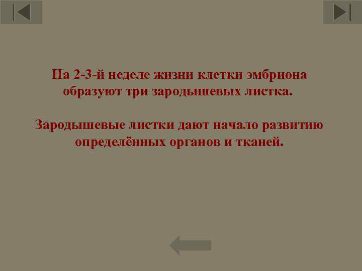 На 2 -3 -й неделе жизни клетки эмбриона образуют три зародышевых листка. Зародышевые листки