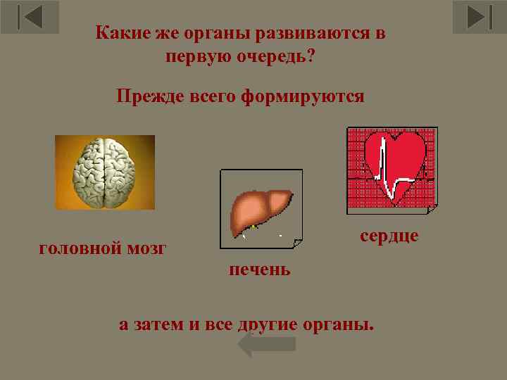 Какие же органы развиваются в первую очередь? Прежде всего формируются головной мозг сердце печень