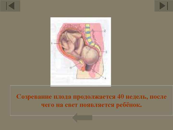 Созревание плода продолжается 40 недель, после чего на свет появляется ребёнок. 