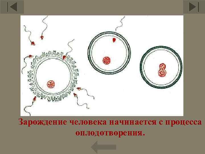 4 Зарождение человека начинается с процесса оплодотворения. 