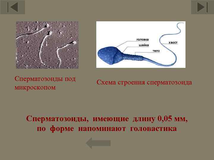 5 Сперматозоиды под микроскопом Схема строения сперматозоида Сперматозоиды, имеющие длину 0, 05 мм, по