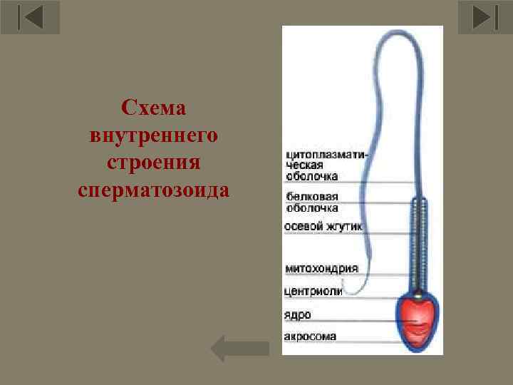 Схема внутреннего строения сперматозоида 