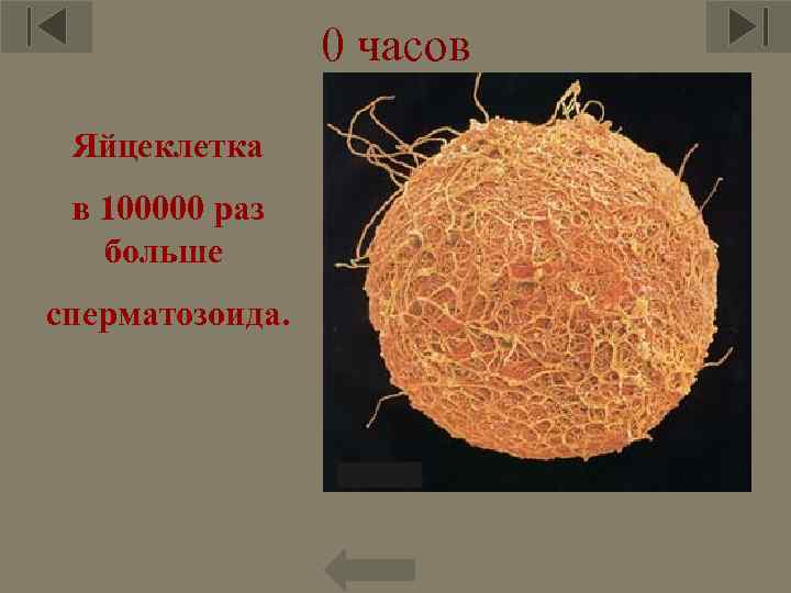 0 часов Яйцеклетка в 100000 раз больше сперматозоида. 7 