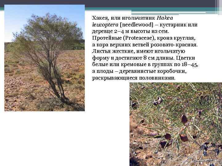 Хакея, или игольчатник Hakea leucoptera [needlewood] – кустарник или деревце 2– 4 м высоты