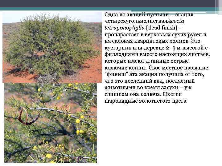 Одна из акаций пустыни – акация четырехугольнолистная. Acacia tetragonophylla [dead finish] – произрастает в