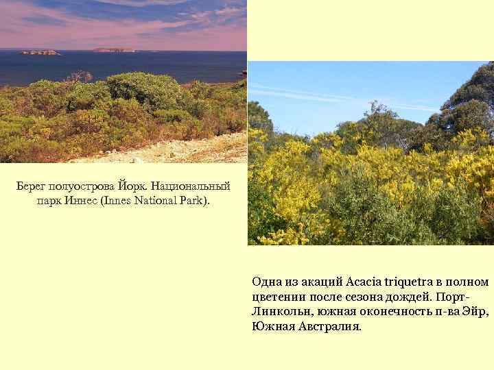 Берег полуострова Йорк. Национальный парк Иннес (Innes National Park). Одна из акаций Acacia triquetra