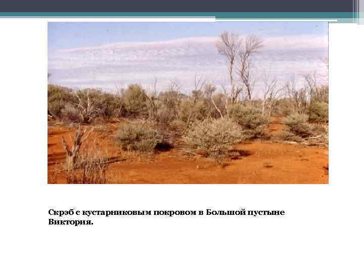 Скрэб с кустарниковым покровом в Большой пустыне Виктория. 