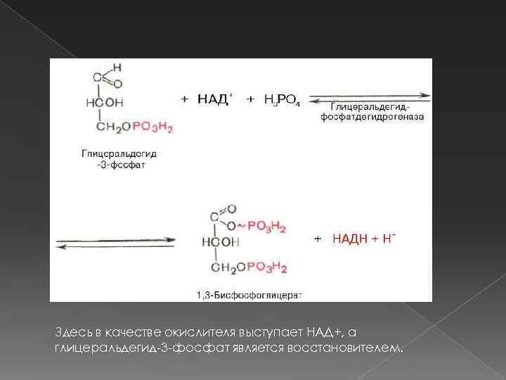 Здесь в качестве окислителя выступает НАД+, а глицеральдегид-3 -фосфат является восстановителем. 