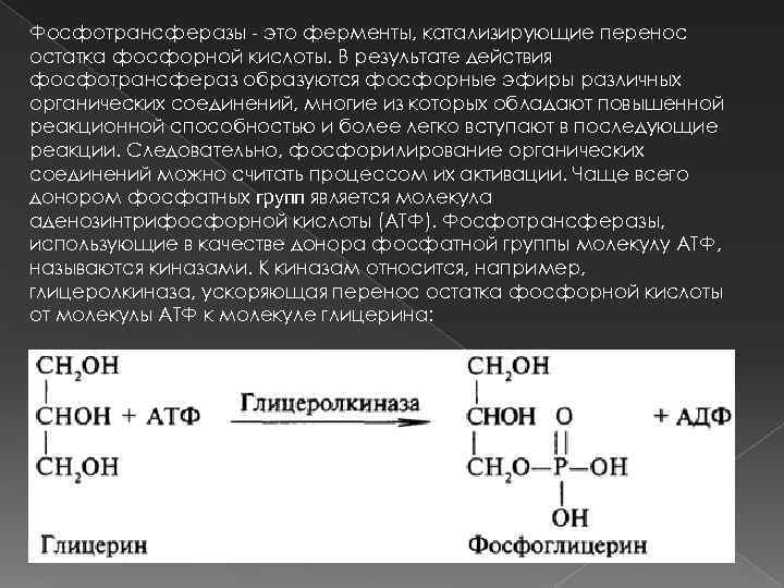 Фосфотрансферазы - это ферменты, катализирующие перенос остатка фосфорной кислоты. В результате действия фосфотрансфераз образуются